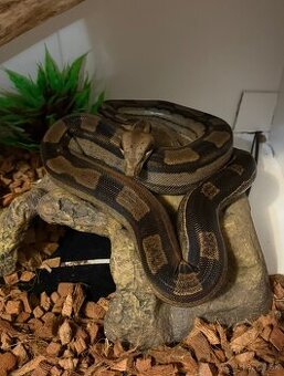 Boa constrictor