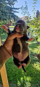 Amstaff Blue