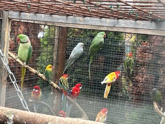 Alexander veľký , maly