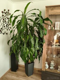 dracena
