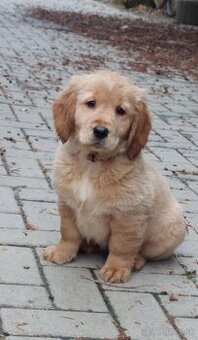 Zlaty retriever - 1