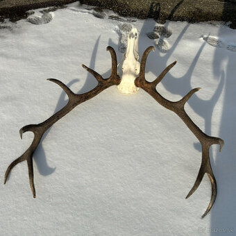 Trofej, jeleň zhody, parojy, parožie