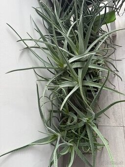 Predam Aloe vera rastlinky
