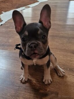 Francuzsky buldog