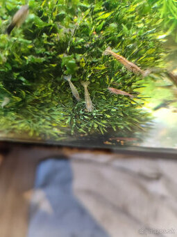 krevety Neocaridina  0,40€ kus