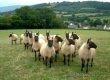 Cistokrevny beran Clun Forest baran ovca ovce - 1
