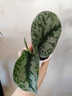 Scindapsus pictus