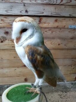 Plamienka driemavá - biela forma(Tyto alba)