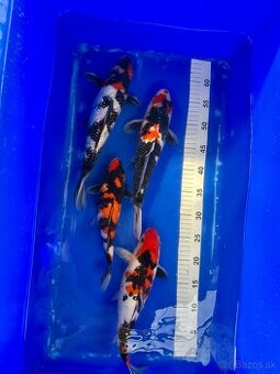 Predaj KOI kaprov Showa 30-40cm 90€