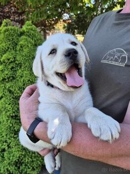 Labrador s PP
