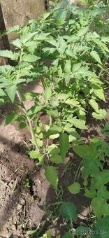 Paradajky-priesady 0,40€/ks