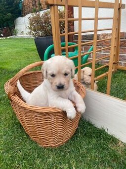 Zlaty retriver