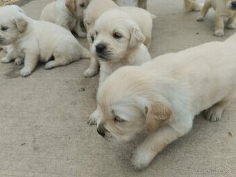 Zlatý retriever