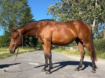 Quarter horse 2r. valach