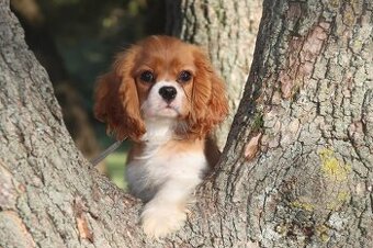 Cavalier King Charles Spaniel s PP