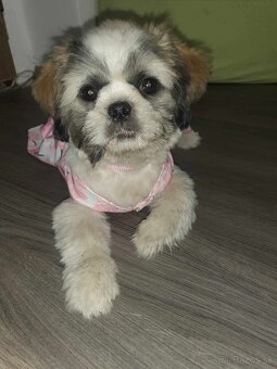 🐶Posledné rozkošne šteniatko Shih-tzu🐾
