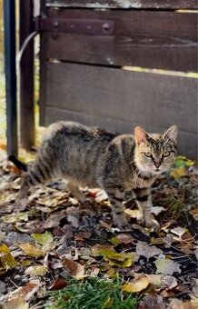 ‼️Darujeme mačičku do dobrých rúk‼️