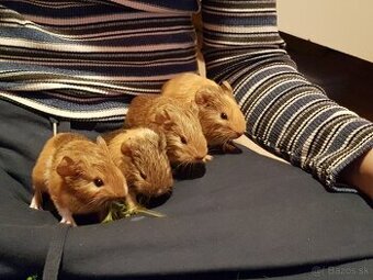 Morča, morské prasiatko