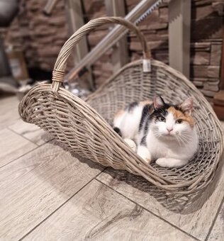 Prúteny kôš na drevo