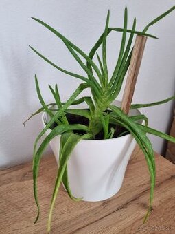 Darujem aloe vera
