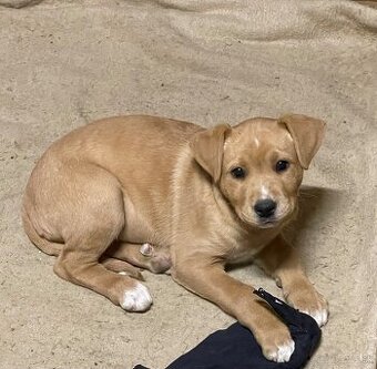 Kríženec Staford - Labrador