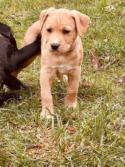 Kríženec Staford - Labrador