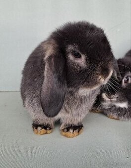 Zdrobnený králik, minilop, baranček