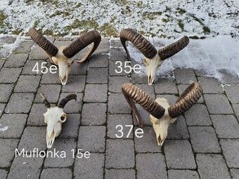 Trofeje muflonov