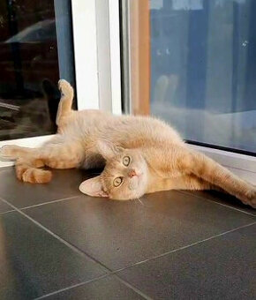 kocúrik bezdomovec surne hľadá domov