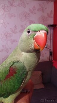 Krotky alexander veľký