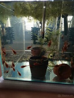 prísavník super red