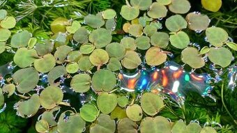 Nenáročné rastliny do akvária