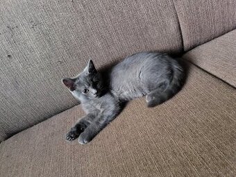 Britské modré mačiatko posledné .