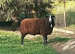 Zwartbles