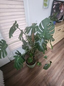 Monstera