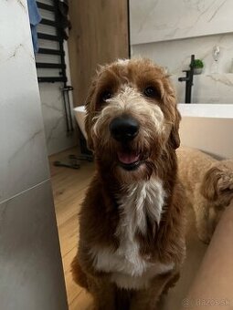 Goldendoodle na krytie
