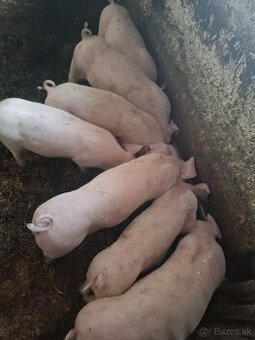 Odstavcata