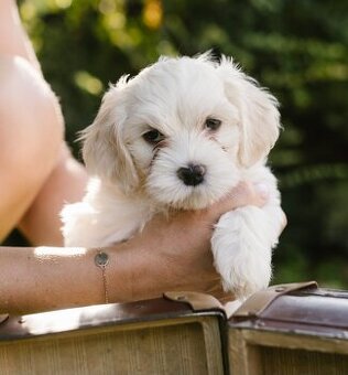 Havanský psík s PP