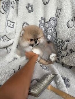 Pomeranian Deluxe