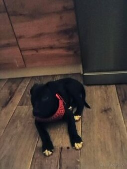 Americký stafordšírsky teriér šteniatko