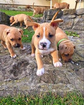 Americký stafordširský teriér