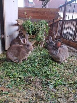 Zajace na chov