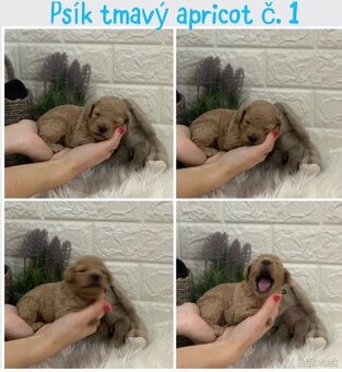 Toy poodle Pudlik Pudel