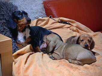 Jezevčík trpasličí merle