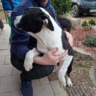 americky stafordsirsky terier