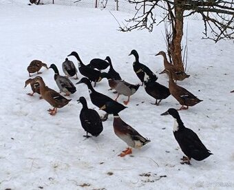 Predám indické bežce