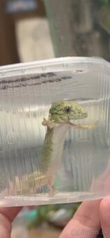 Kúpim samicu eurydactylodes vieillardi