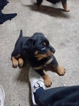 Rottweiler