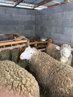 Baran Ille de France