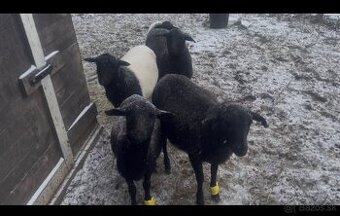 Dorper x Kamerun ovce